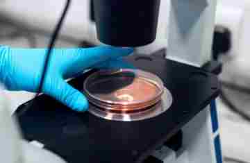 Cientistas desenvolvem embriões sintéticos sem espermatozóides, óvulos ou fertilização